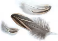 Перья дикой утки Strike Mallard Duck Hen - Natural (натуральные)