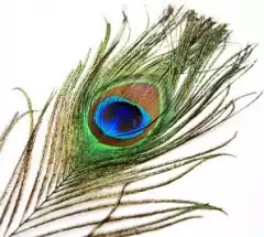 Перо павлина Strike Peacock Herle - Natural