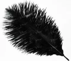 Перо страуса Strike Ostrich Feathers - Black