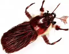 Сухая мушка Realistic Beetle Brown SV01-04
